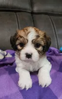 WILLOW, a female Cavalier King Charles Spaniel and Cavachon for sale in Doon, IA – 5 of 6