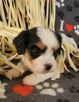 Dodger, a male Cavalier King Charles Spaniel and Cavachon for sale in Doon, IA – 4 of 6