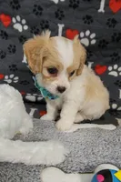 SAM, a male Cavachon for sale in Doon, IA – 3 of 5