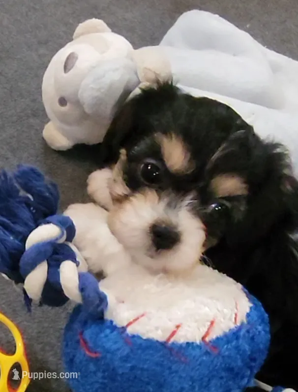 Jasmine – Cavachon puppy for sale in Doon, IA