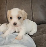 Adelina, a female Cavalier King Charles Spaniel and Cavachon for sale in Doon, IA – 1 of 5