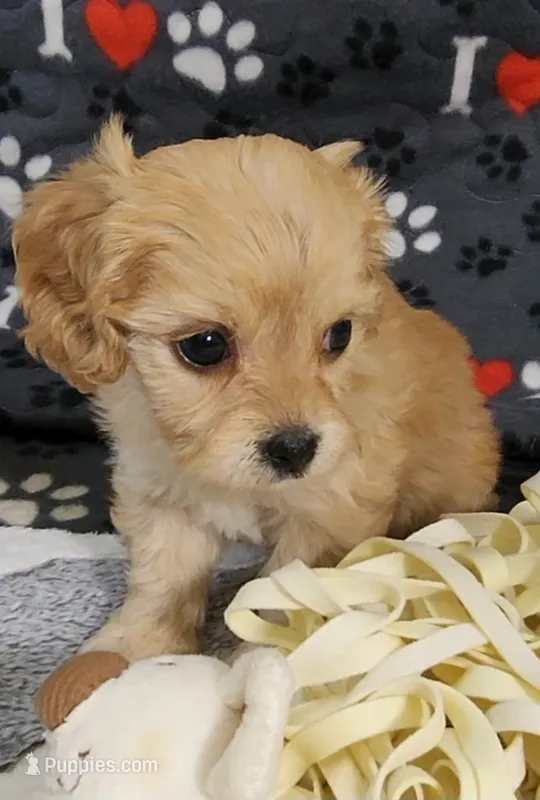 Ginger – Cavalier King Charles Spaniel, Cavachon puppy for sale in Doon, IA