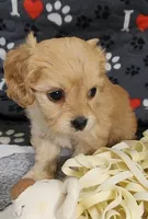 Ginger, a female Cavachon for sale in Doon, IA – 1 of 6