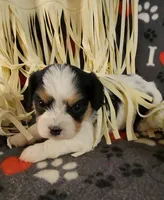 Dodger, a male Cavalier King Charles Spaniel and Cavachon for sale in Doon, IA – 5 of 6