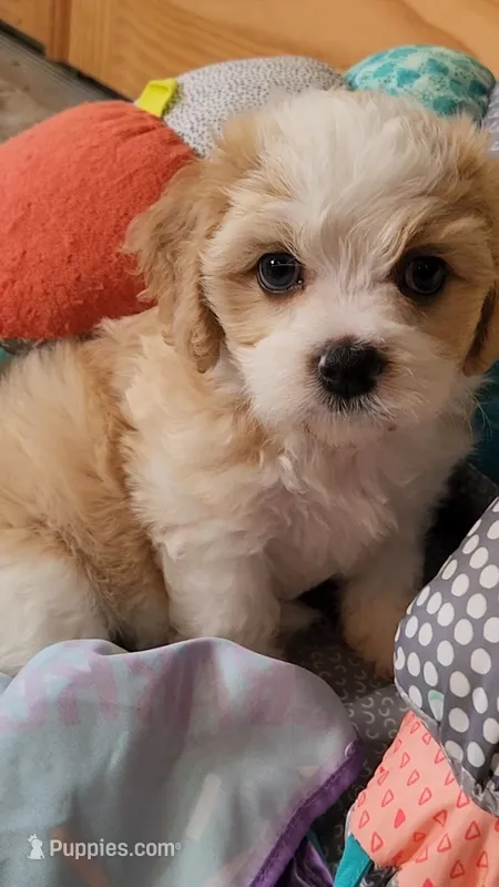 BUTTERS  – Cavalier King Charles Spaniel, Cavachon puppy for sale in Doon, IA