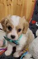SAM, a male Cavachon for sale in Doon, IA – 1 of 5