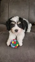CANDY, a female Cavalier King Charles Spaniel and Cavachon for sale in Doon, IA – 4 of 7