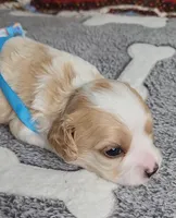 SAM, a male Cavalier King Charles Spaniel and Cavachon for sale in Doon, IA – 4 of 4