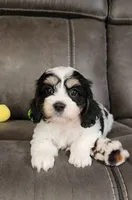 CANDY, a female Cavalier King Charles Spaniel and Cavachon for sale in Doon, IA – 2 of 7