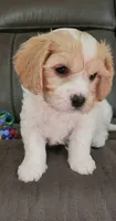 CONNOR, a male Cavalier King Charles Spaniel and Cavachon for sale in Doon, IA – 3 of 6