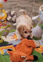 CONNOR, a male Cavalier King Charles Spaniel and Cavachon for sale in Doon, IA – 4 of 6