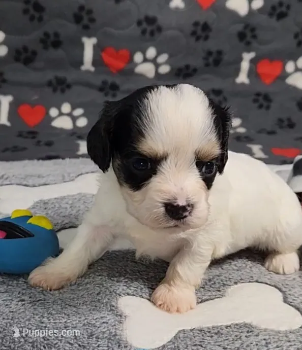 TEDDY avail, Oct 20th – Cavalier King Charles Spaniel, Cavachon puppy for sale in Doon, IA