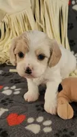Shana, a female Cavalier King Charles Spaniel and Cavachon for sale in Doon, IA – 3 of 5