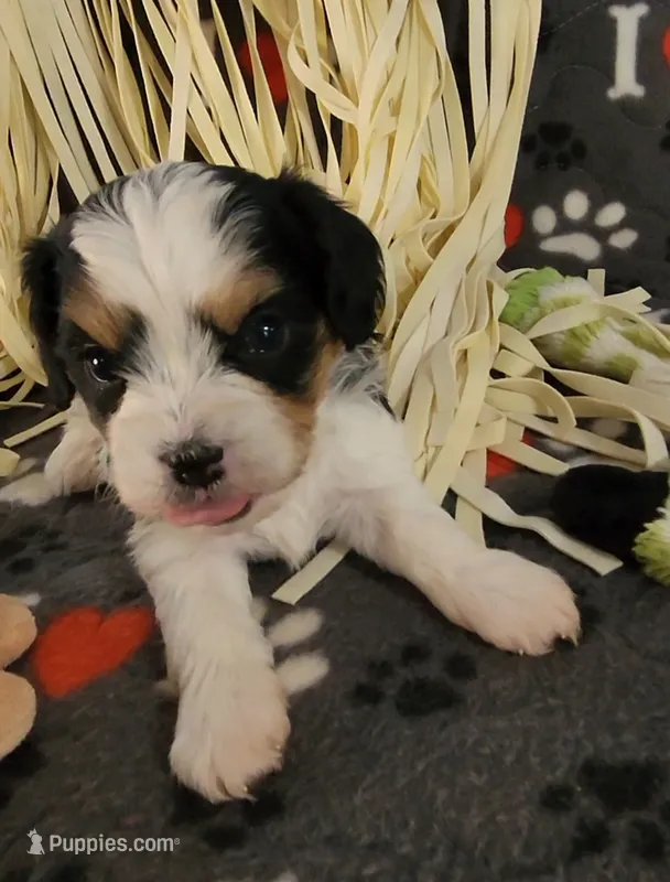 Dodger – Cavalier King Charles Spaniel, Cavachon puppy for sale in Doon, IA