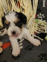 Dodger, a male Cavalier King Charles Spaniel and Cavachon for sale in Doon, IA – 1 of 6
