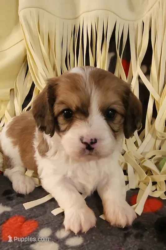 CEDER – Cavalier King Charles Spaniel, Cavachon puppy for sale in Doon, IA