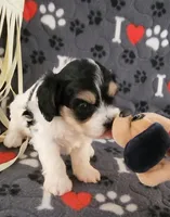 Chloe, a female Cavalier King Charles Spaniel and Cavachon for sale in Doon, IA – 3 of 8