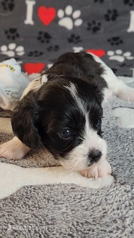 Summer – Cavalier King Charles Spaniel, Cavachon puppy for sale in Doon, IA