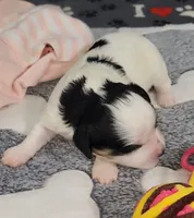 TESSA  AVAIL. OCT 20., a female Cavachon for sale in Doon, IA – 6 of 6
