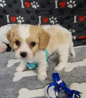 SAM, a male Cavachon for sale in Doon, IA – 4 of 5