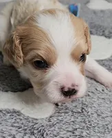 SAM, a male Cavalier King Charles Spaniel and Cavachon for sale in Doon, IA – 2 of 4