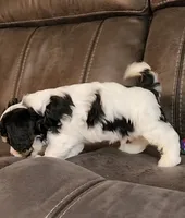 BEAN, a male Cavalier King Charles Spaniel and Cavachon for sale in Doon, IA – 8 of 8