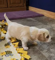 BUTTERS , a male Cavalier King Charles Spaniel and Cavachon for sale in Doon, IA – 1 of 1