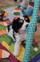 BEAN, a male Cavalier King Charles Spaniel and Cavachon for sale in Doon, IA – 6 of 8