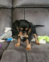 Sir Edward , a male Cavalier King Charles Spaniel for sale in Doon, IA – 4 of 5