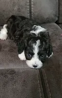 RYLDER, a male Cavalier King Charles Spaniel and Cavachon for sale in Doon, IA – 6 of 7