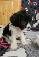 Serna, a female Cavachon for sale in Doon, IA – 4 of 6