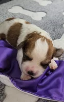 Wall-E  avail, Oct. 20th, a male Cavachon for sale in Doon, IA – 2 of 6