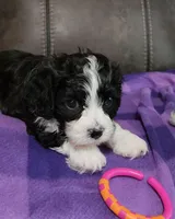 RYLDER, a male Cavalier King Charles Spaniel and Cavachon for sale in Doon, IA – 2 of 7
