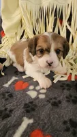 CEDER, a male Cavalier King Charles Spaniel and Cavachon for sale in Doon, IA – 6 of 6