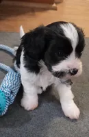 Alistair, a male Cavalier King Charles Spaniel and Cavachon for sale in Doon, IA – 2 of 4