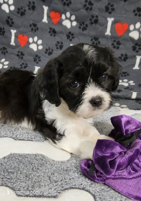 Serna – Cavalier King Charles Spaniel, Cavachon puppy for sale in Doon, IA