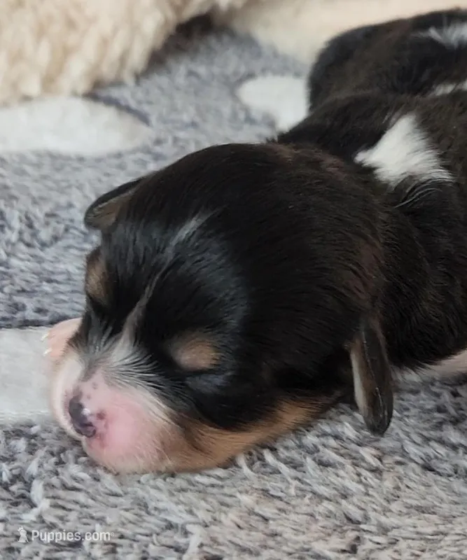 Jasmine – Cavachon puppy for sale in Doon, IA