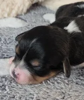 Jasmine, a female Cavachon for sale in Doon, IA – Photo 1 of 7