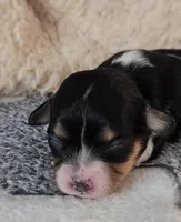 Jasmine, a female Cavachon for sale in Doon, IA – Photo 2 of 7