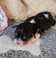 Jasmine, a female Cavachon for sale in Doon, IA – Photo 6 of 7