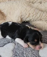 Jasmine, a female Cavachon for sale in Doon, IA – Photo 5 of 7