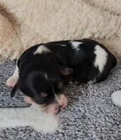 Jasmine, a female Cavachon for sale in Doon, IA – Photo 3 of 7