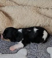 Jasmine, a female Cavachon for sale in Doon, IA – Photo 4 of 7