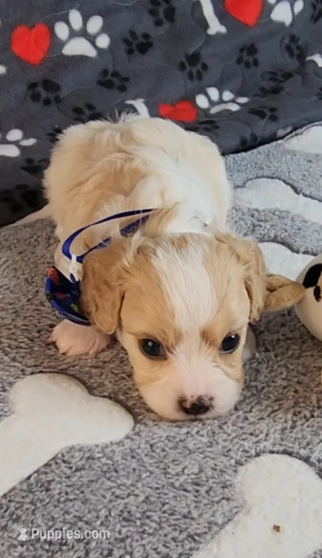SAM – Cavalier King Charles Spaniel, Cavachon puppy for sale in Doon, IA