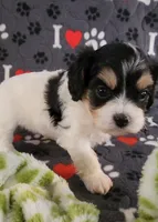 Chloe, a female Cavalier King Charles Spaniel and Cavachon for sale in Doon, IA – 7 of 8