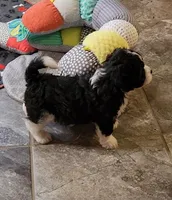 RYDER, a male Cavalier King Charles Spaniel and Cavachon for sale in Doon, IA – 5 of 7