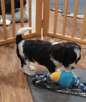Beau, a male Cavalier King Charles Spaniel and Cavachon for sale in Doon, IA – 5 of 5