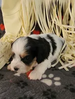 Dodger, a male Cavalier King Charles Spaniel and Cavachon for sale in Doon, IA – 6 of 6