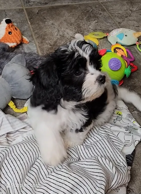 My Cookie – Cavalier King Charles Spaniel, Cavachon puppy for sale in Doon, IA