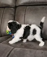 CANDY, a female Cavalier King Charles Spaniel and Cavachon for sale in Doon, IA – 5 of 7